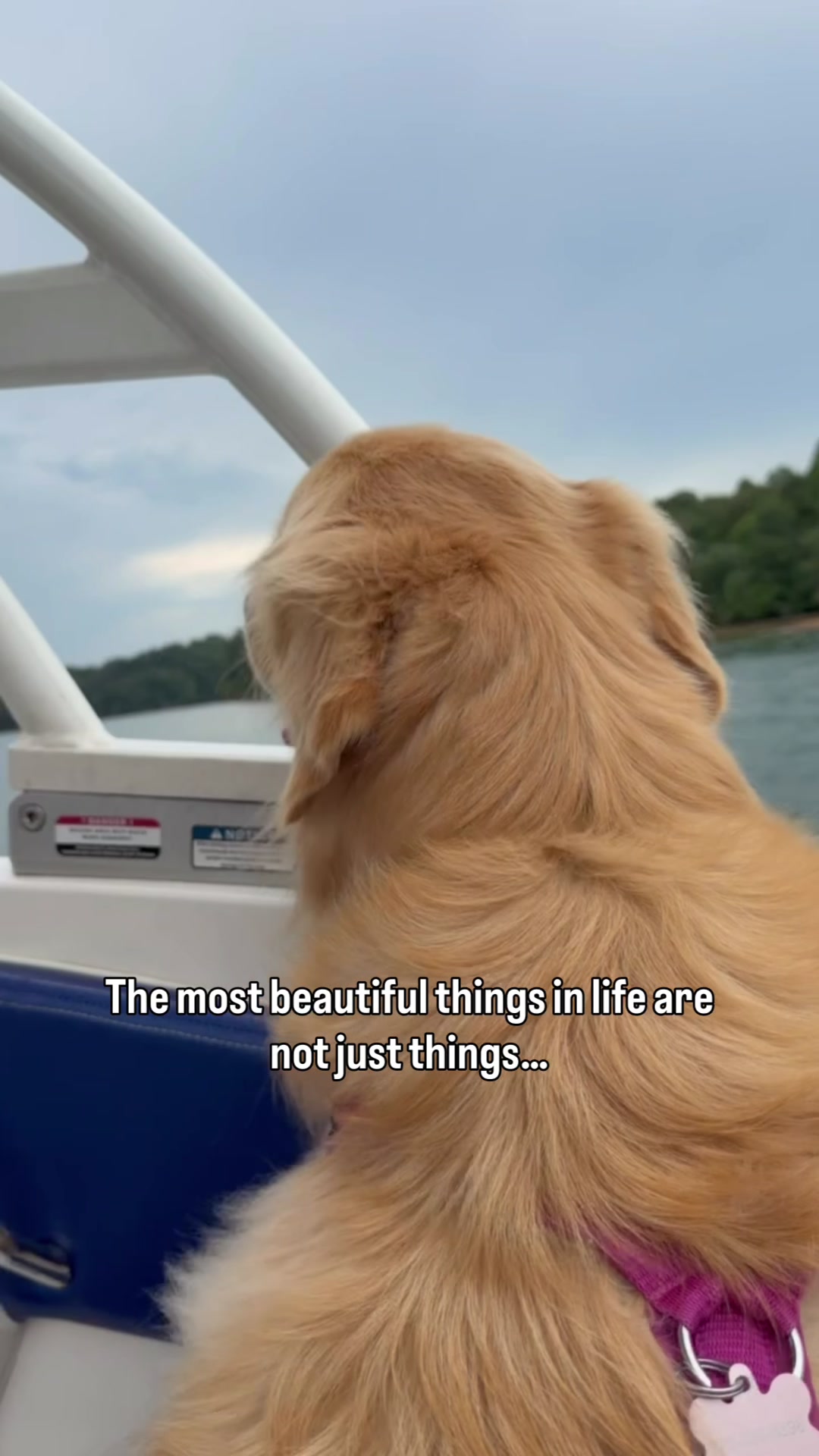 @DogMomisms