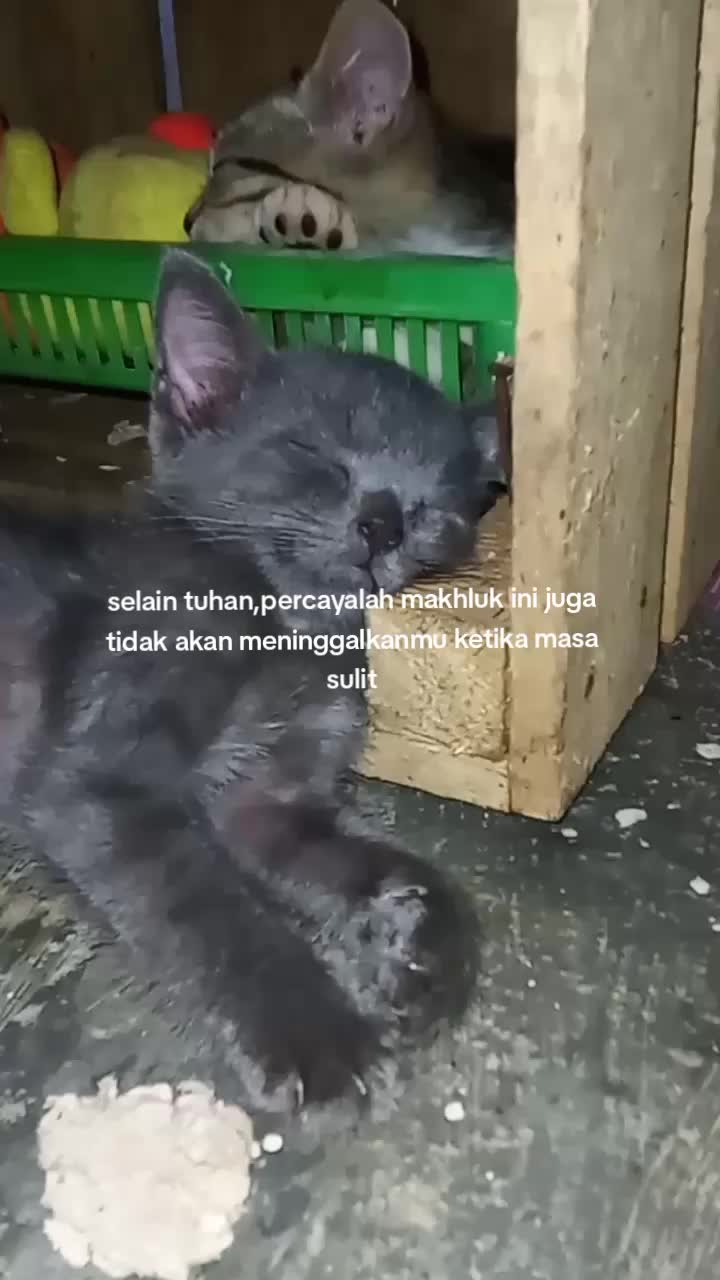@𝐙&alpha;𝒾ℕ🐾