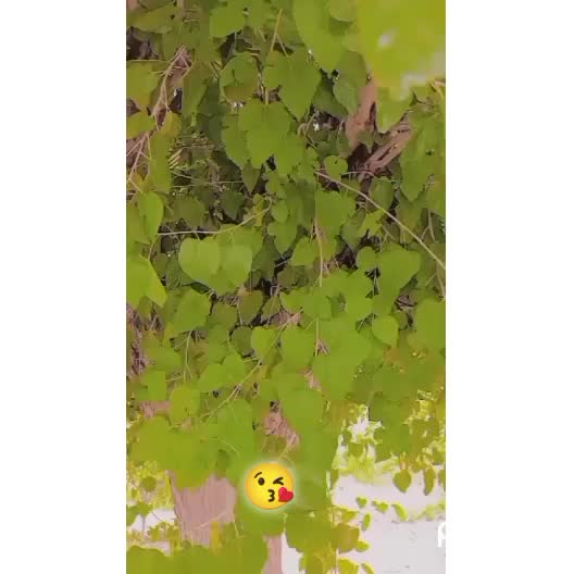 @♕♡⚘À𝖗ᾰ𝖎𝕟⚘♡♕
