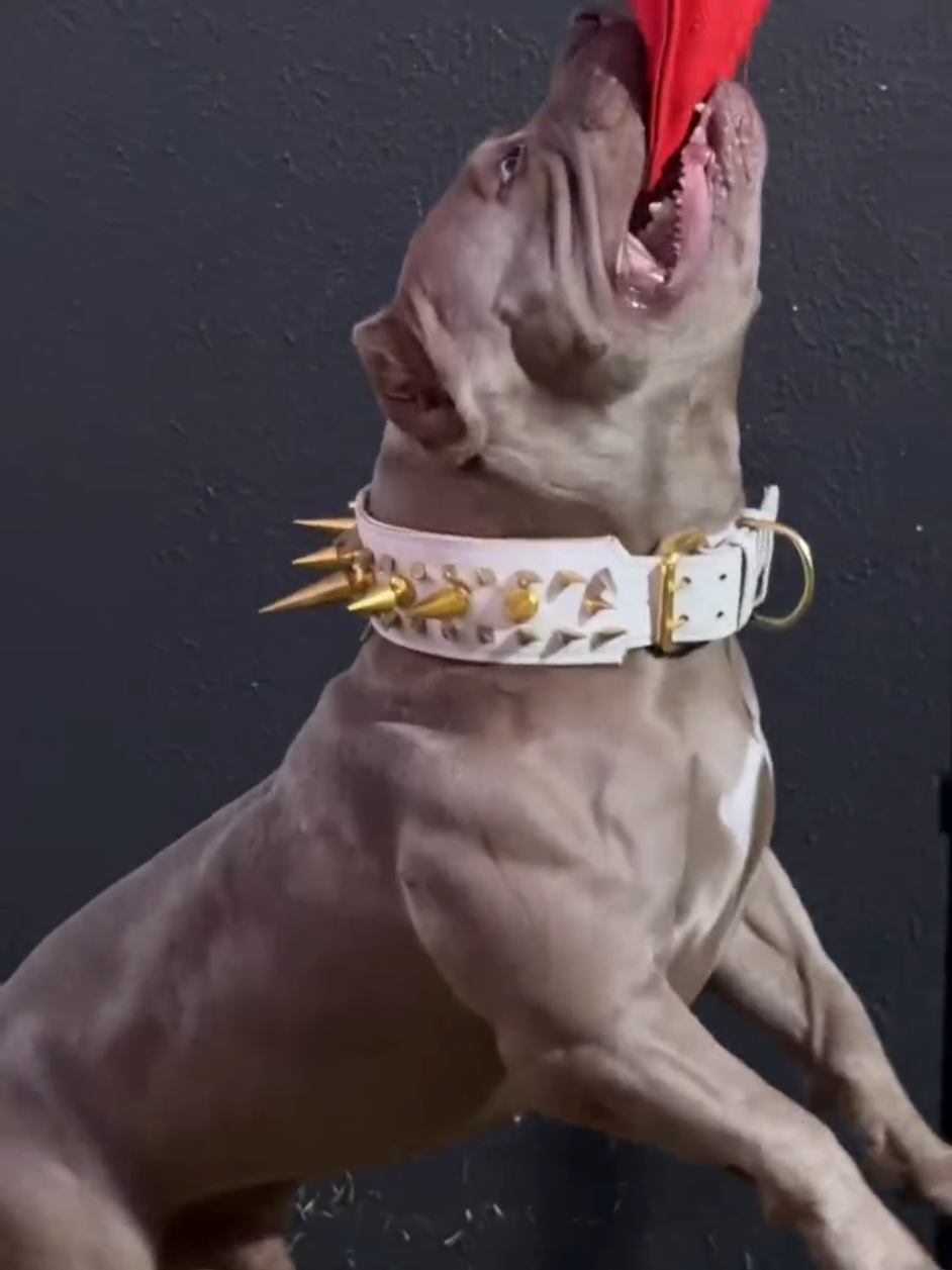 @K9 DZ