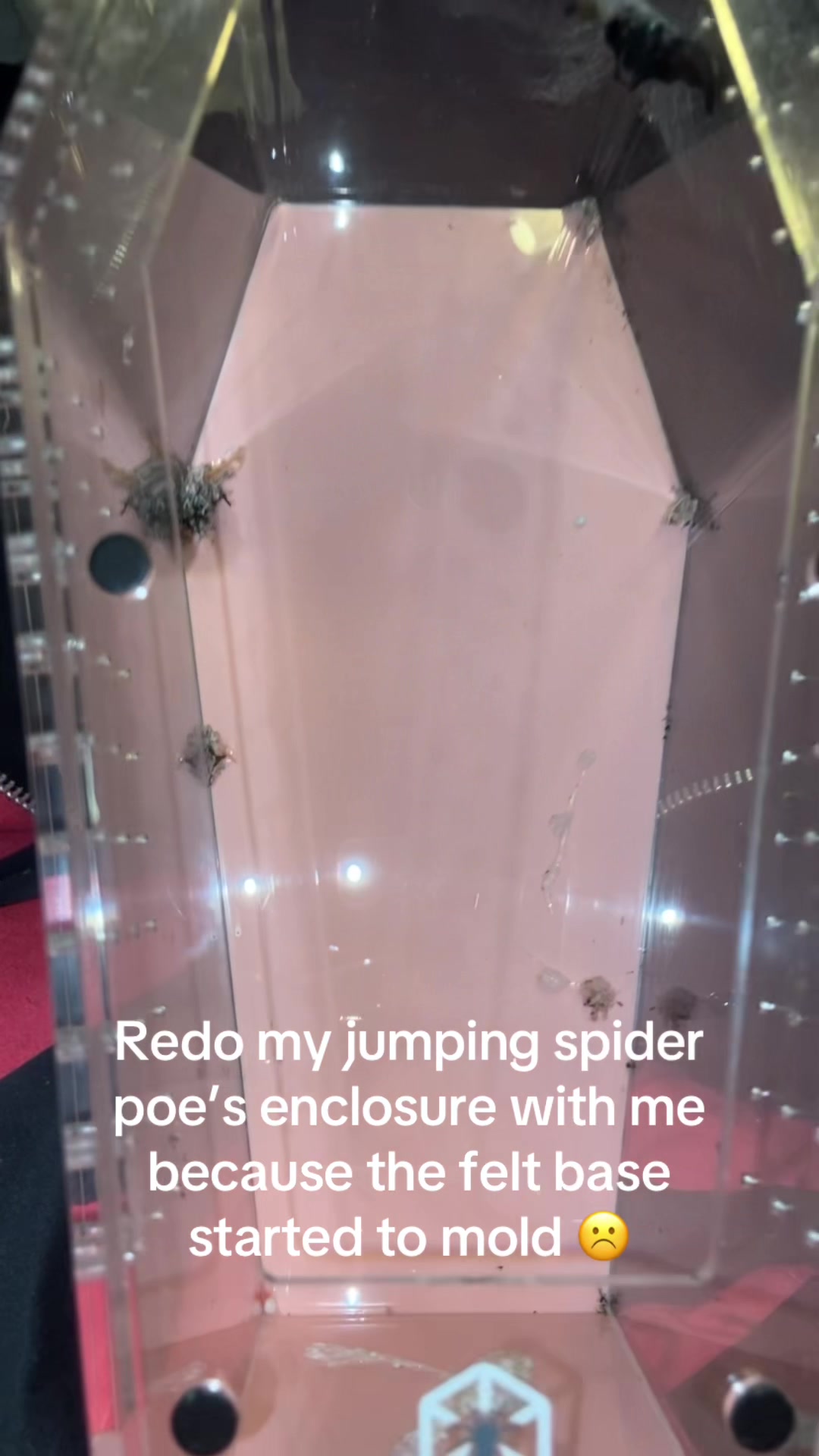 @babydollvelvet