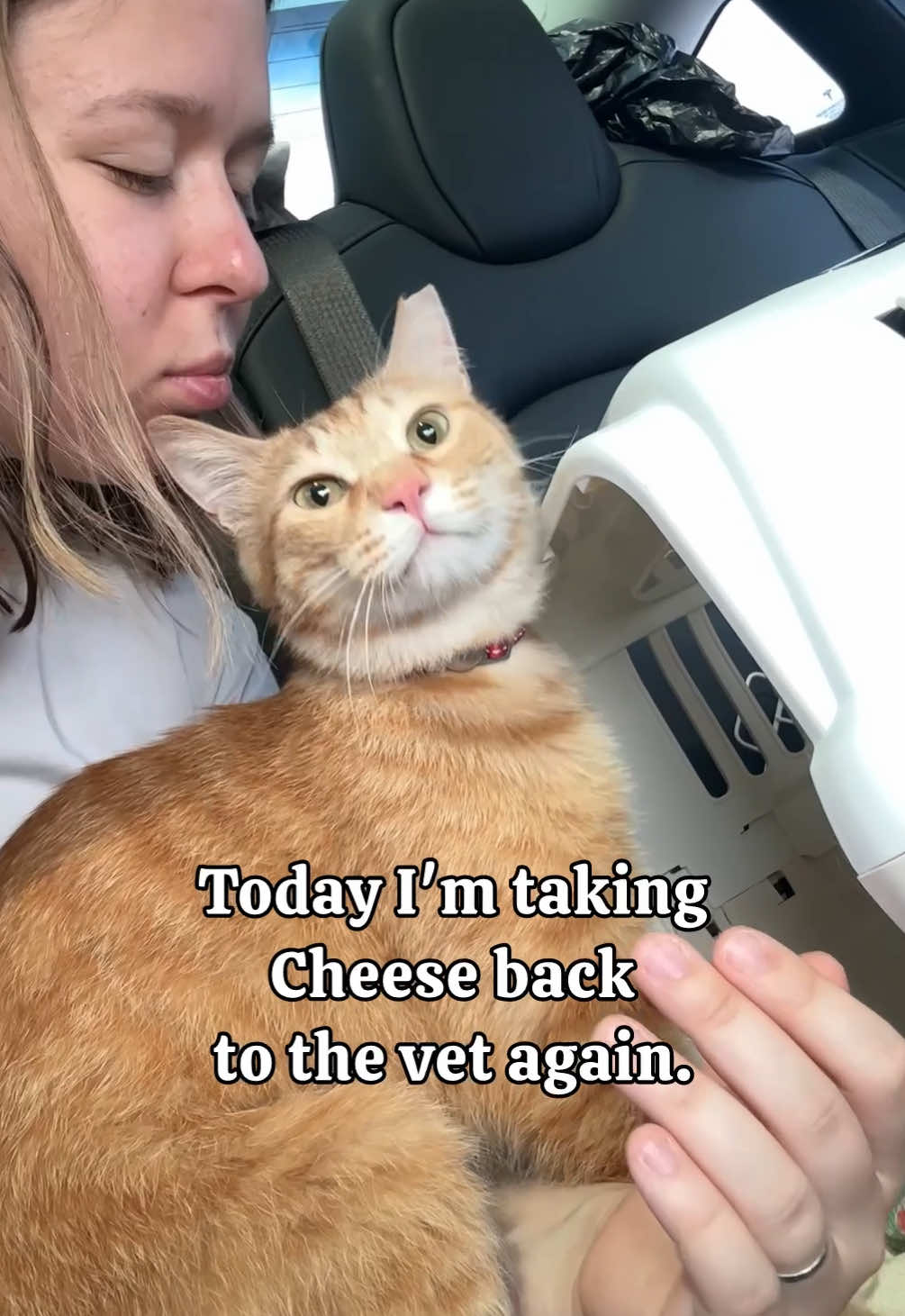 @MyStrayCheese