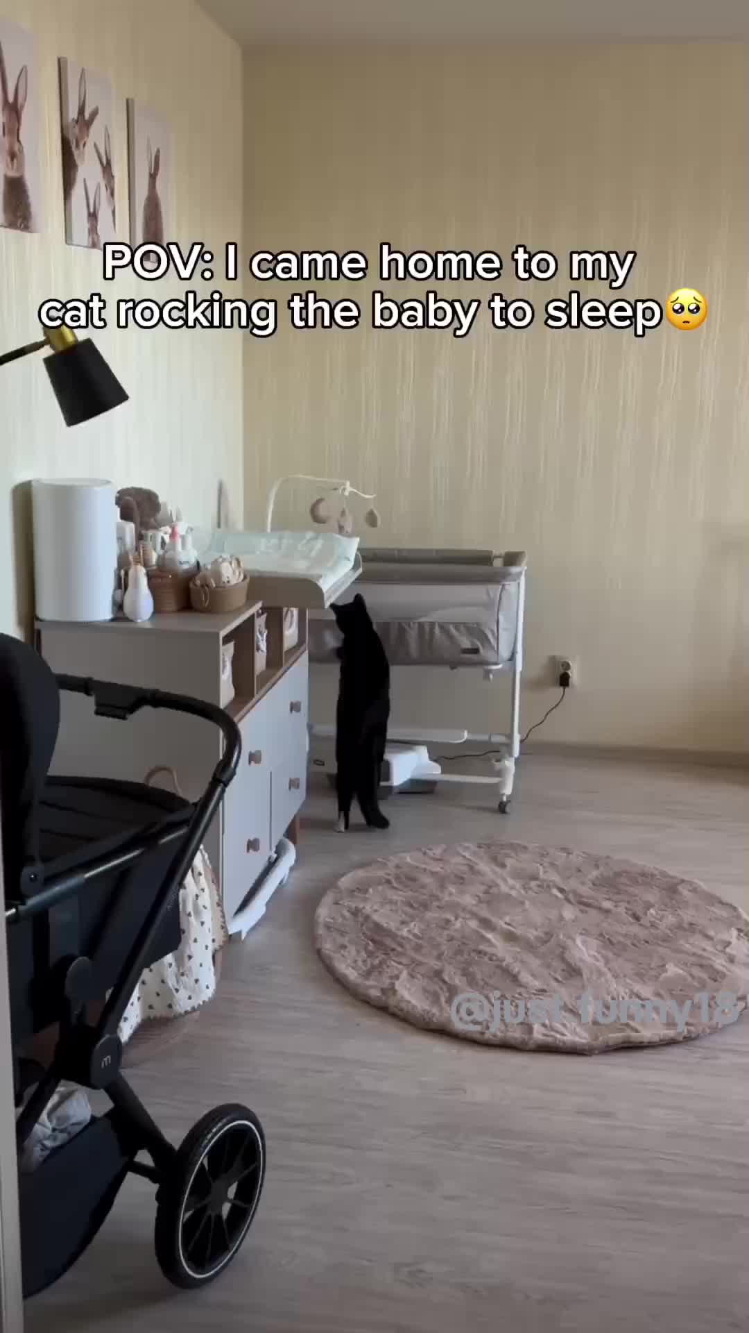 @Funny Animals😽🐶❤️