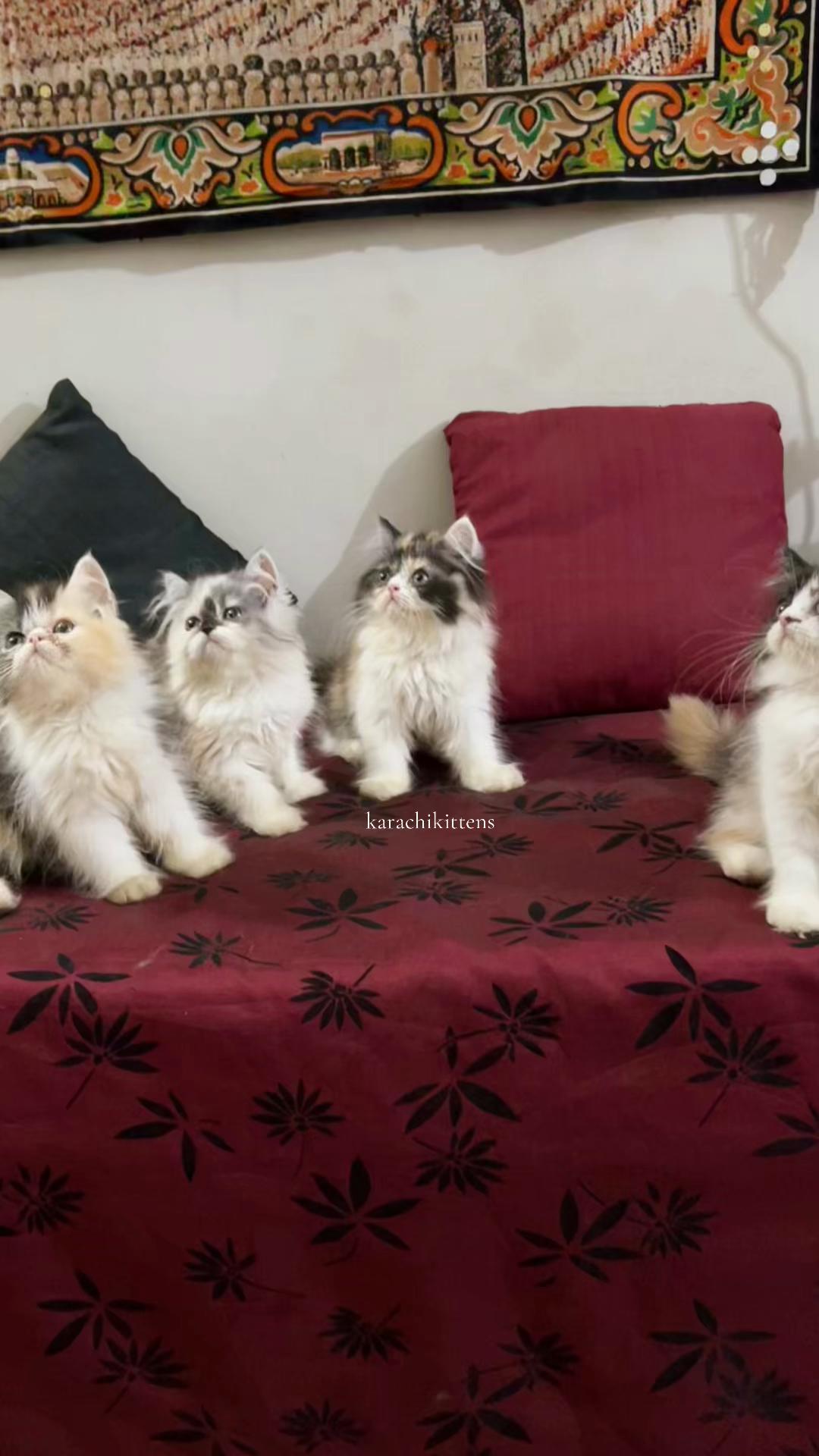 @karachikittens