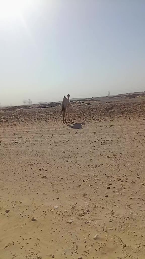 @غلام اكبر