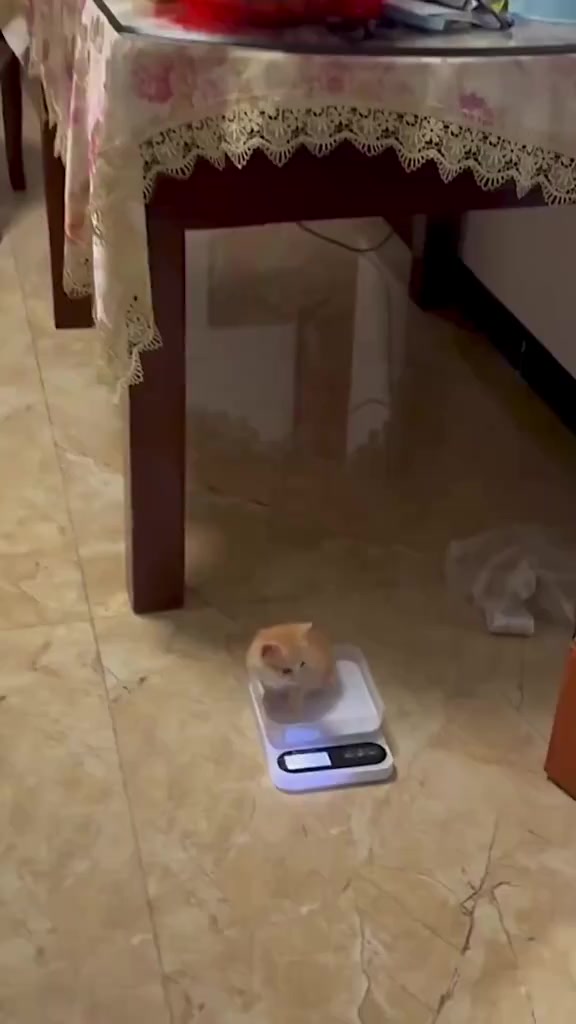 @catbosssss