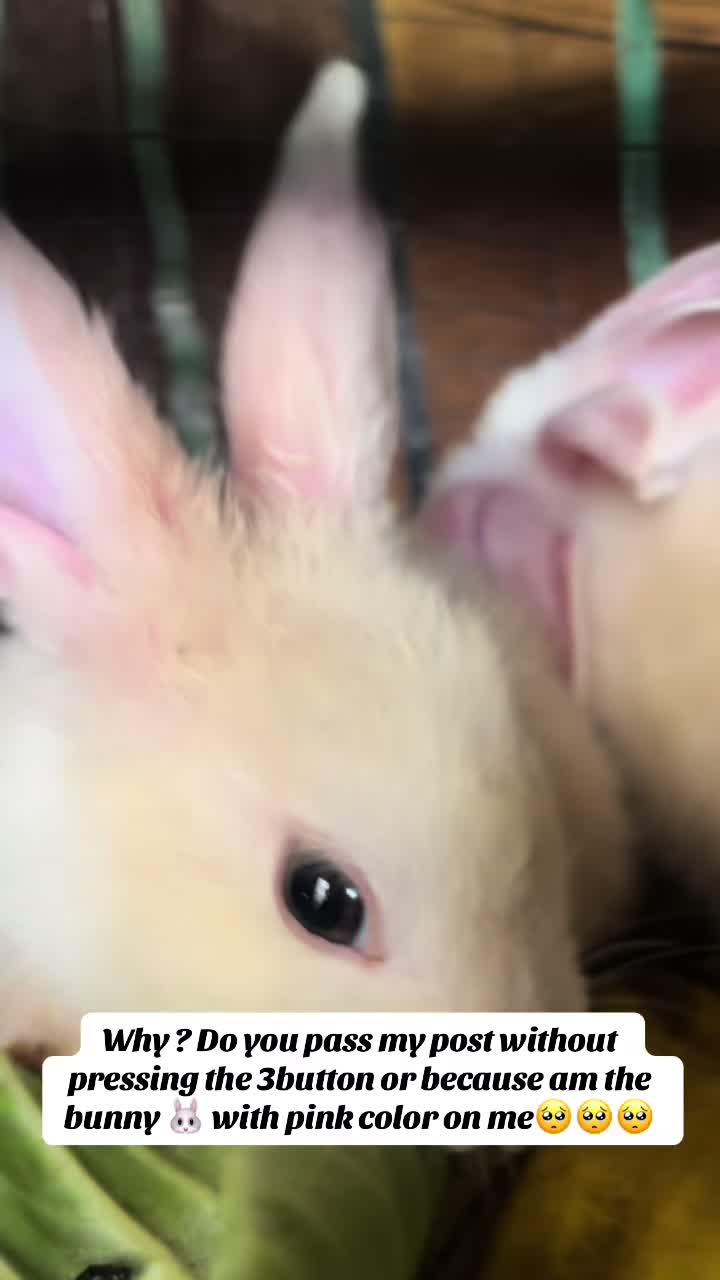 @florianpets