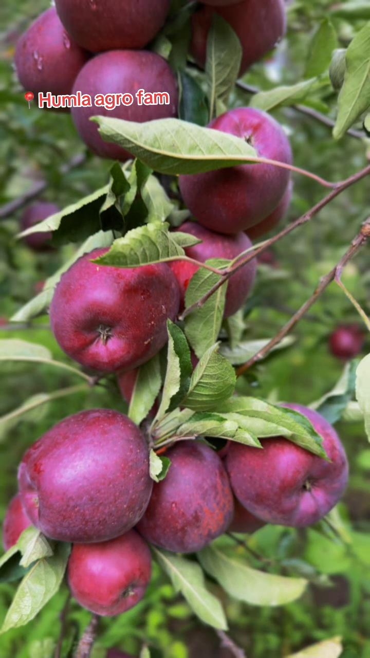 @हुम्ली कान्छो