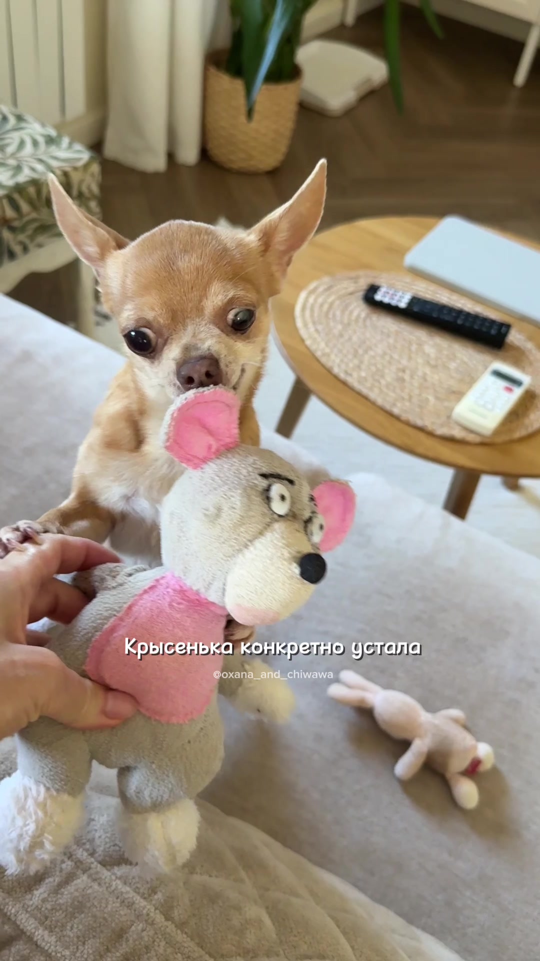 @Оксана & Чихуахуа Бонита