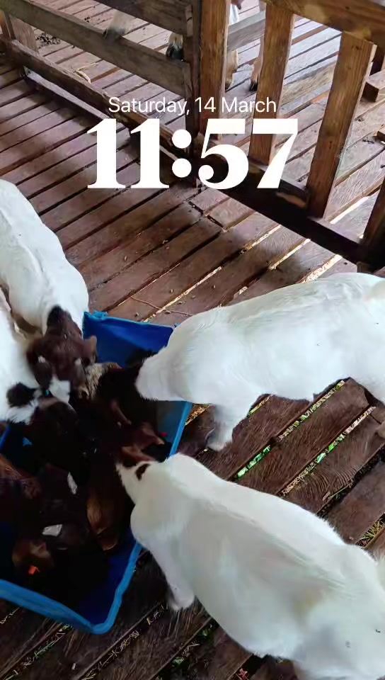 @Hillside farms 🐐
