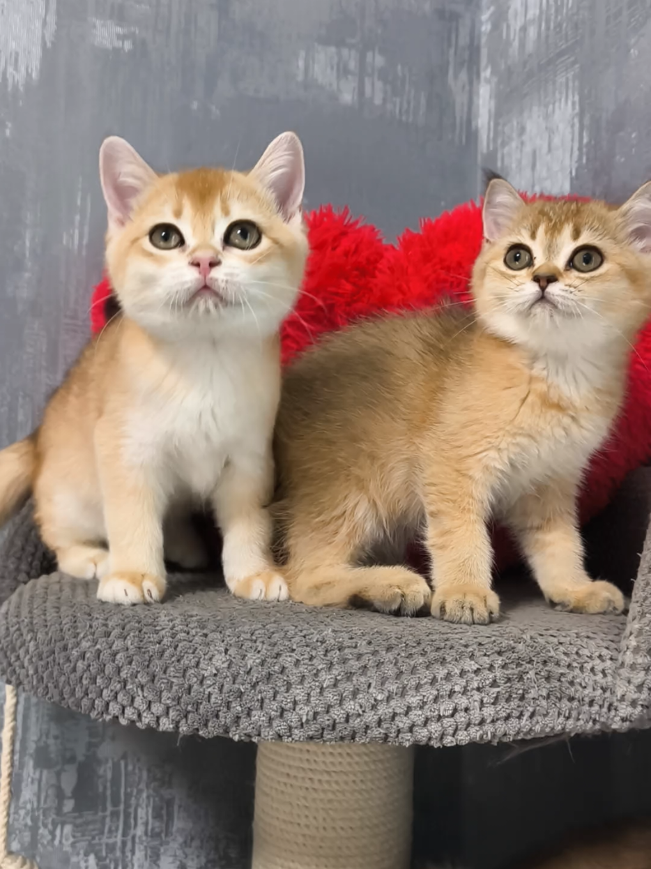@Кошенята шотландські 😻