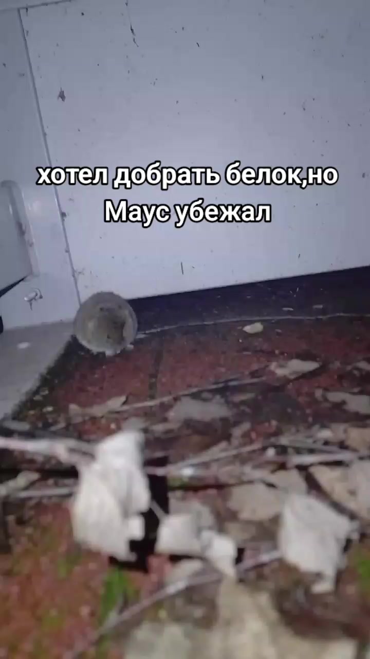 @Балыкчы Малай