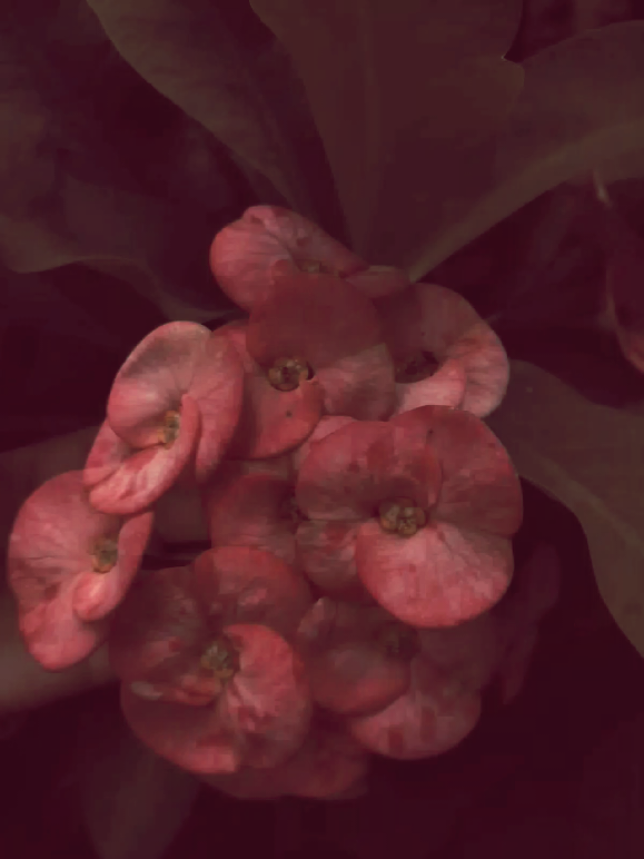@✞ 𝐼𝑡𝑧𝑒𝑙 ᥫ᭡