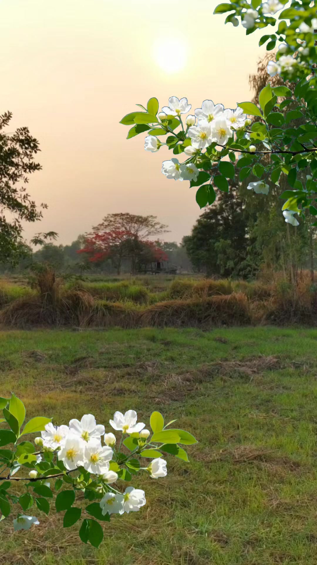 @Surasak Wongnet