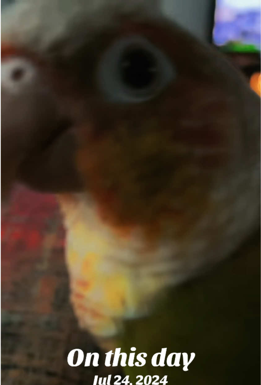 @Chomps