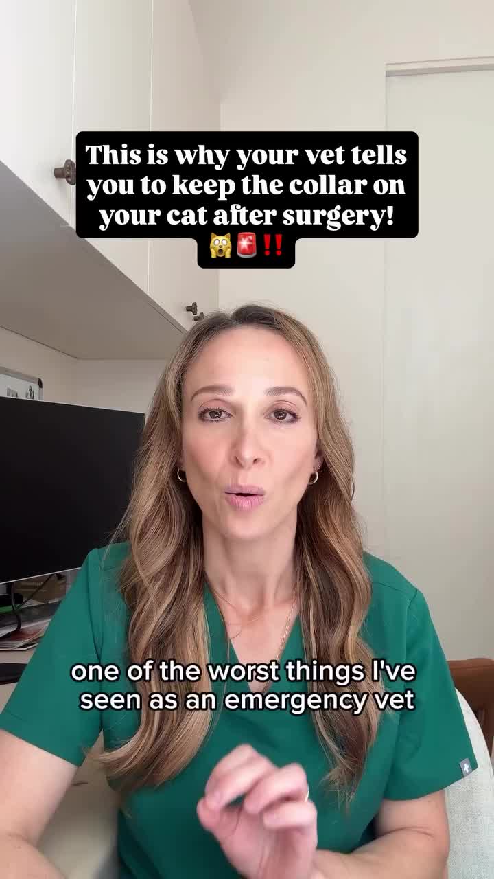 @CAT by Dr Lisa