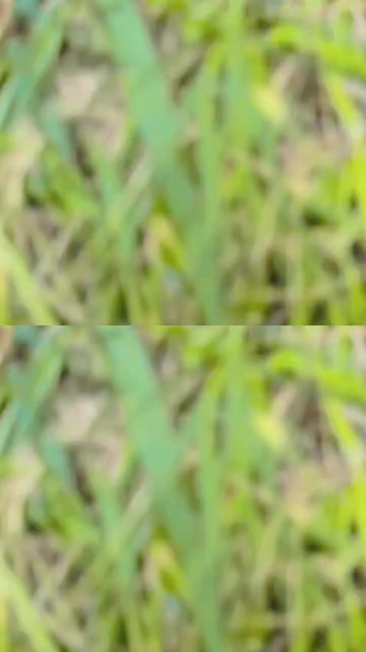 @suman khanal