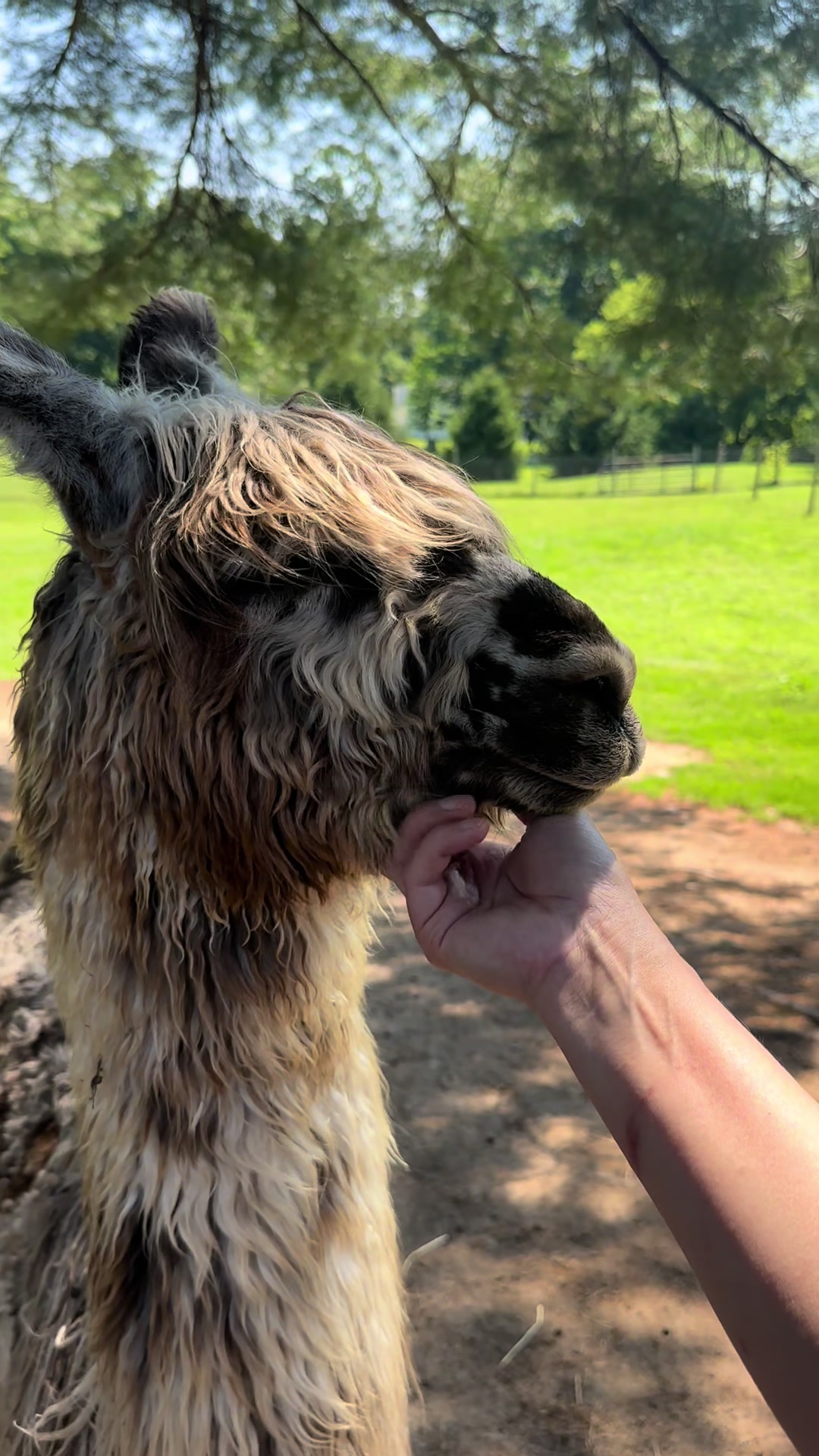 @The Packing Llamas
