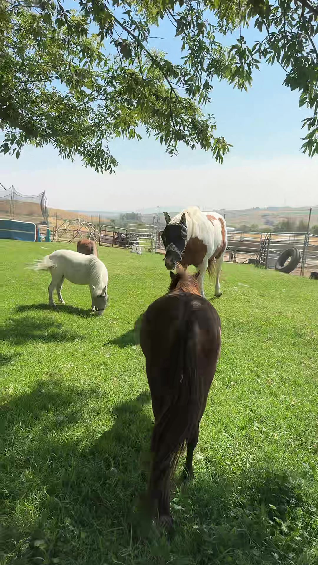 @Hot Sauce the Mini horse 🐎