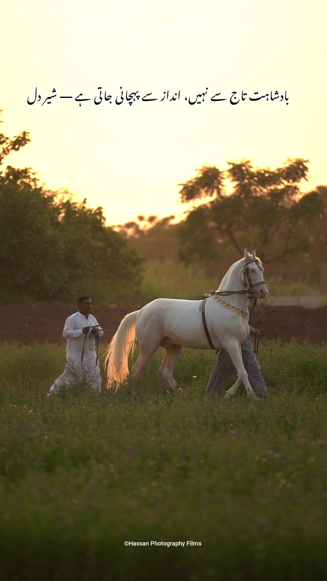@SUNRISE STUD FARMS RAWALPINDI