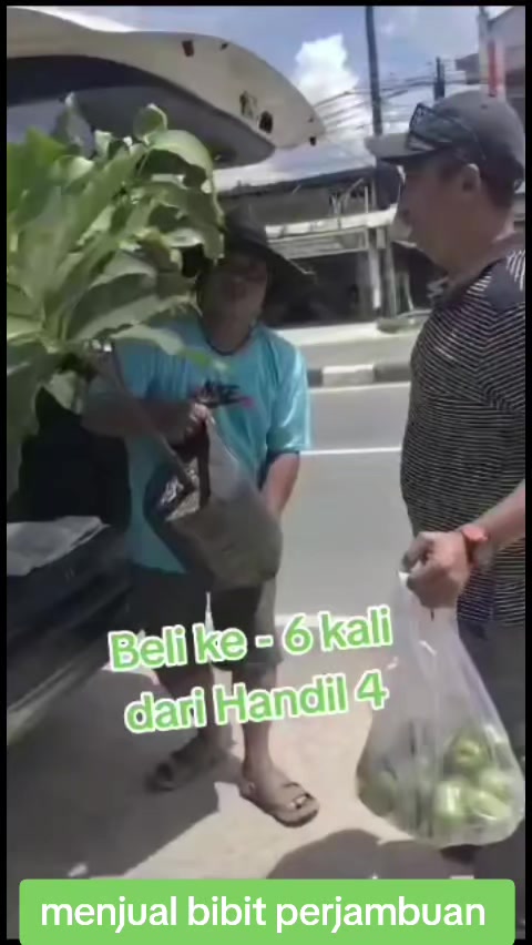 @Bibit khusus samarinda