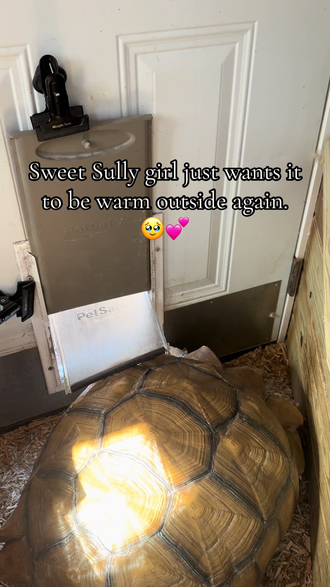 @JuliesSanctuary