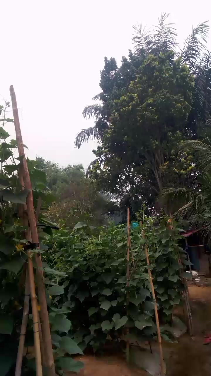 @SURYA TANI