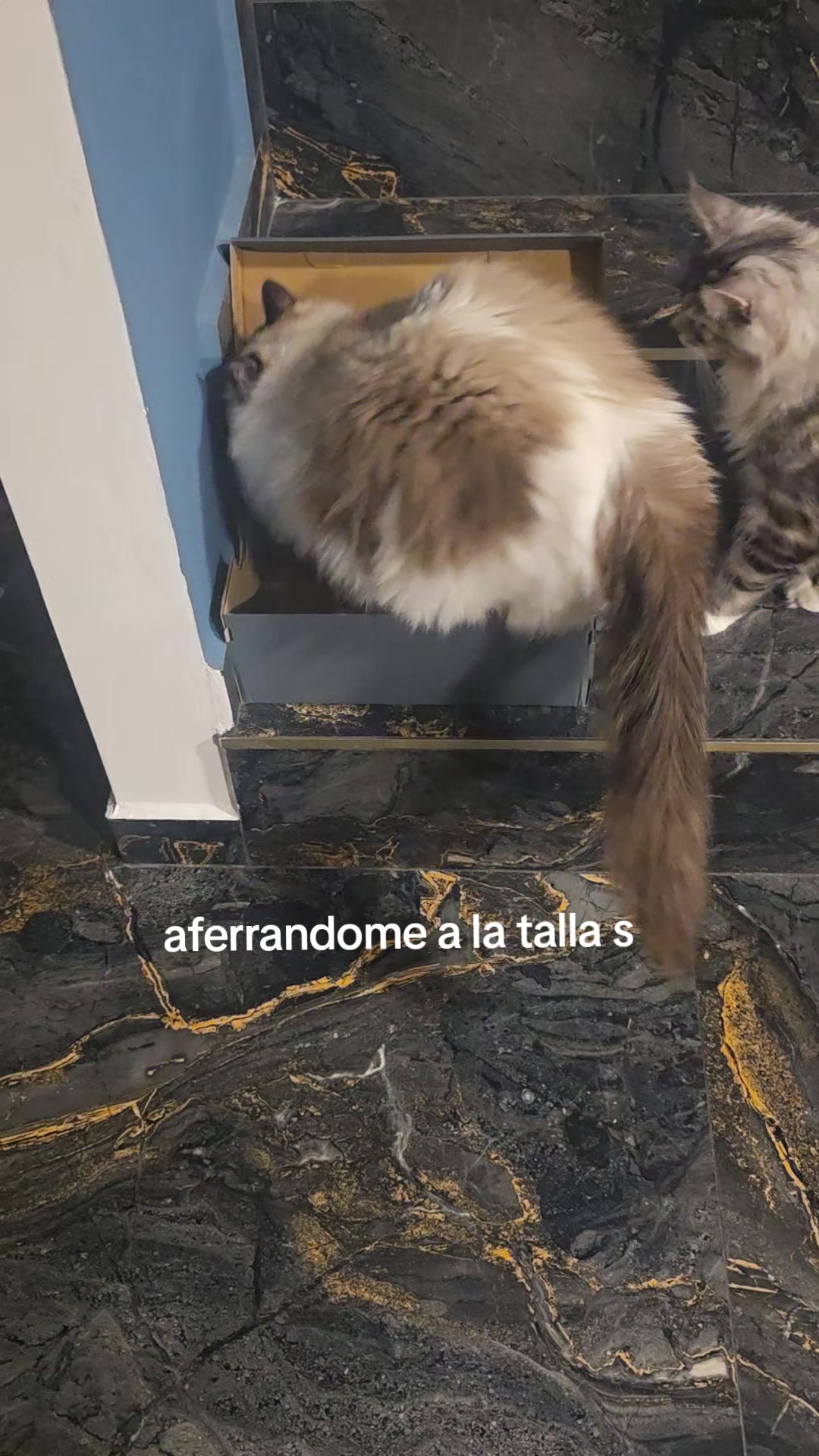 @somos Sidharta y el Papi