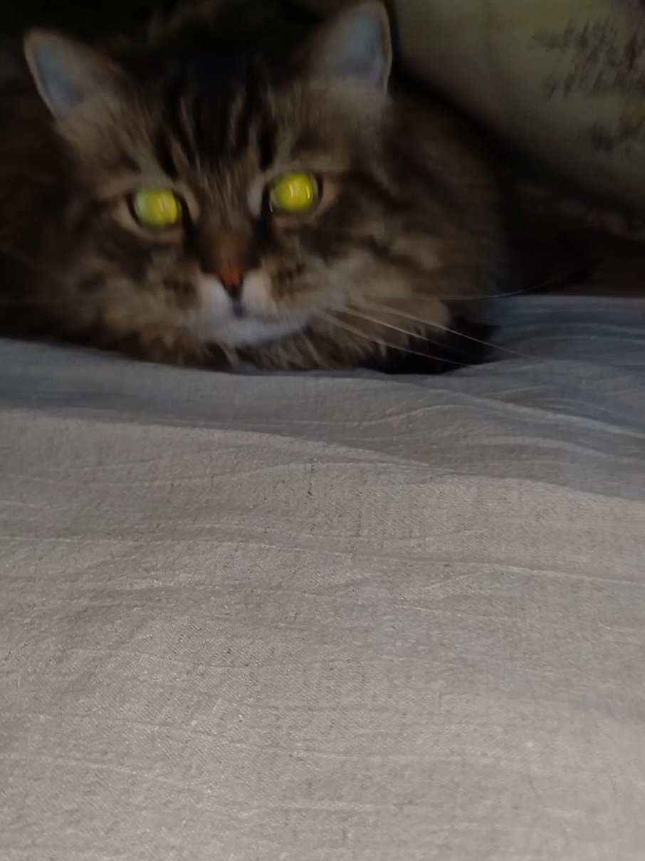 @cat_bayun_
