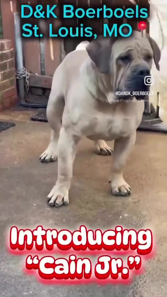 @D&K Boerboels