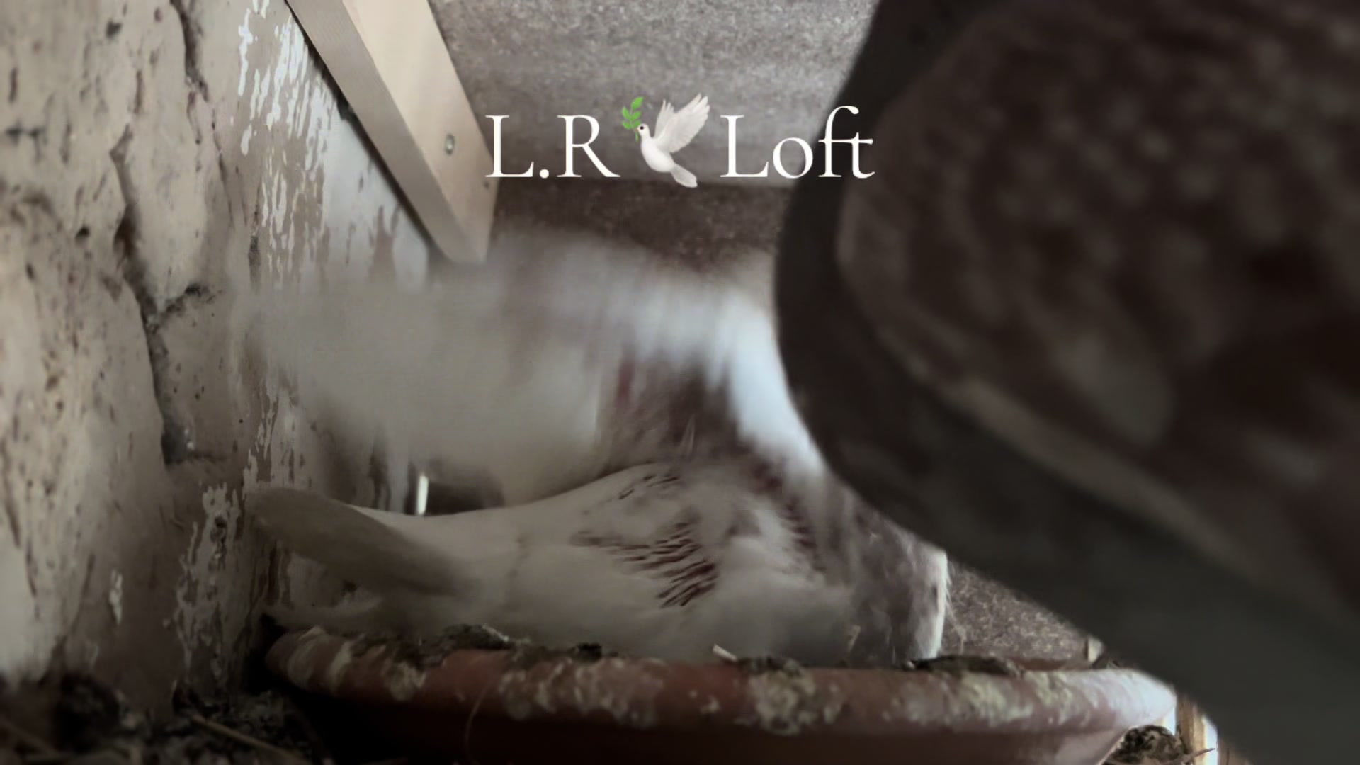 @🕊️L.R .Loft.Q.z.Meer&rsquo;s.Loft🦅