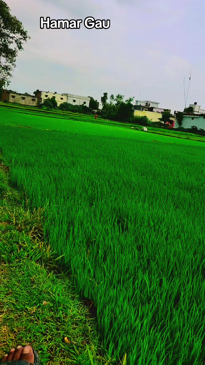 @अजय यादव