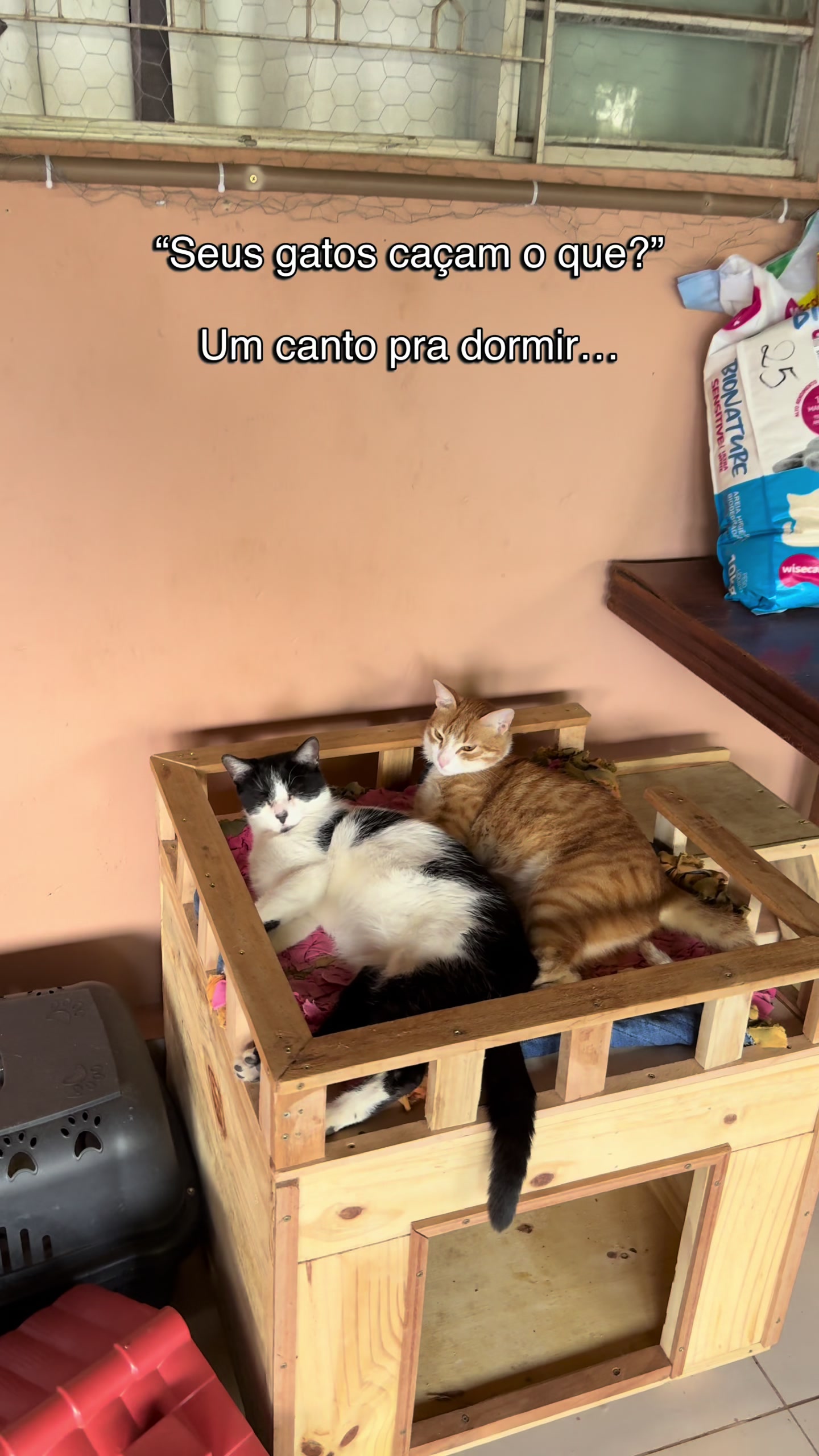 @loheseuspets