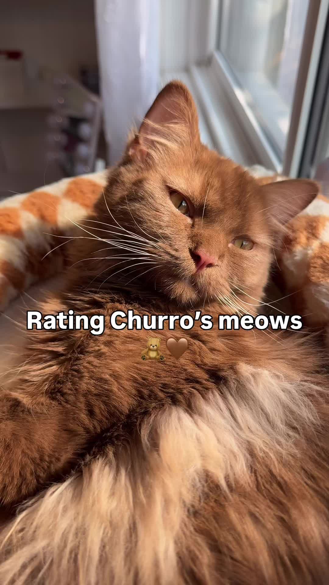 @Churro the Cinnamon Ragdoll 🤎