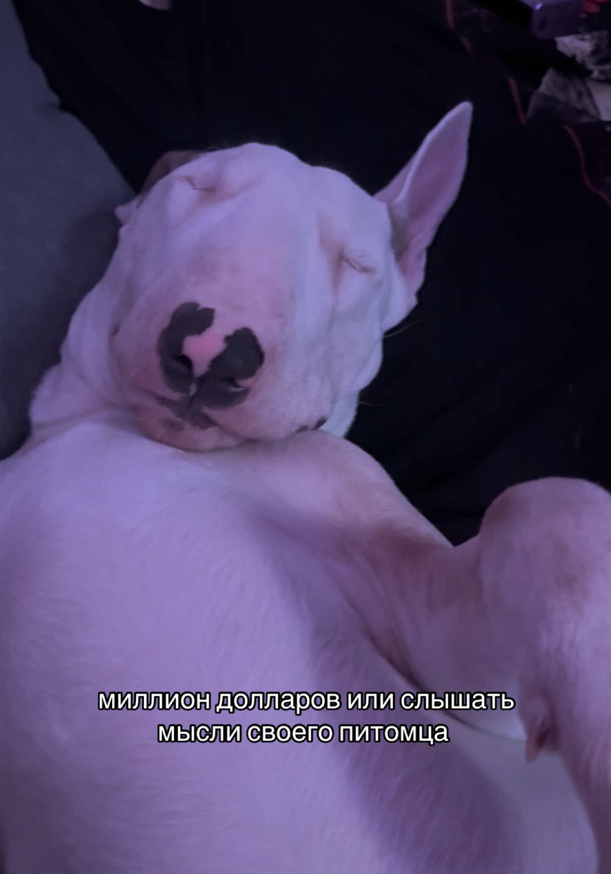 @пикми Ричард