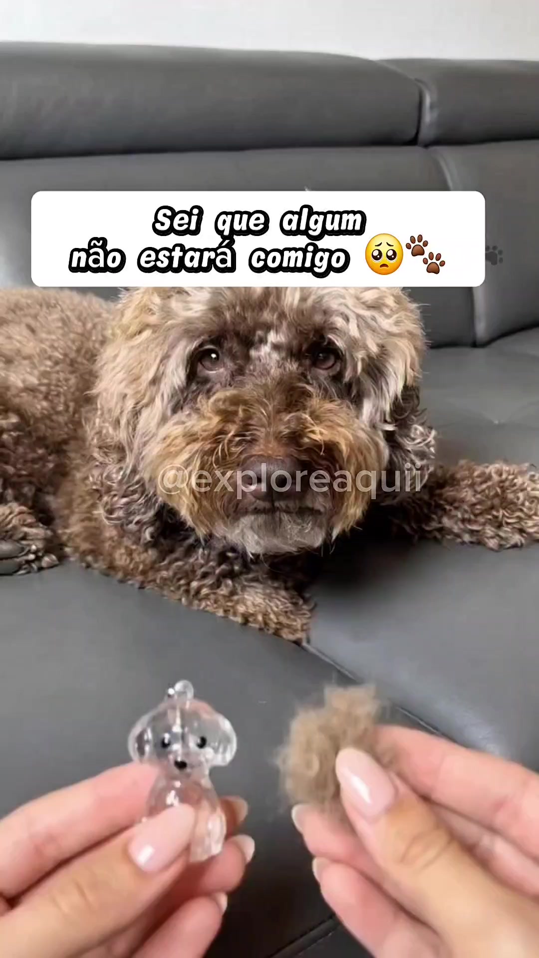 @Explore Aquii 🐾🐾✨️