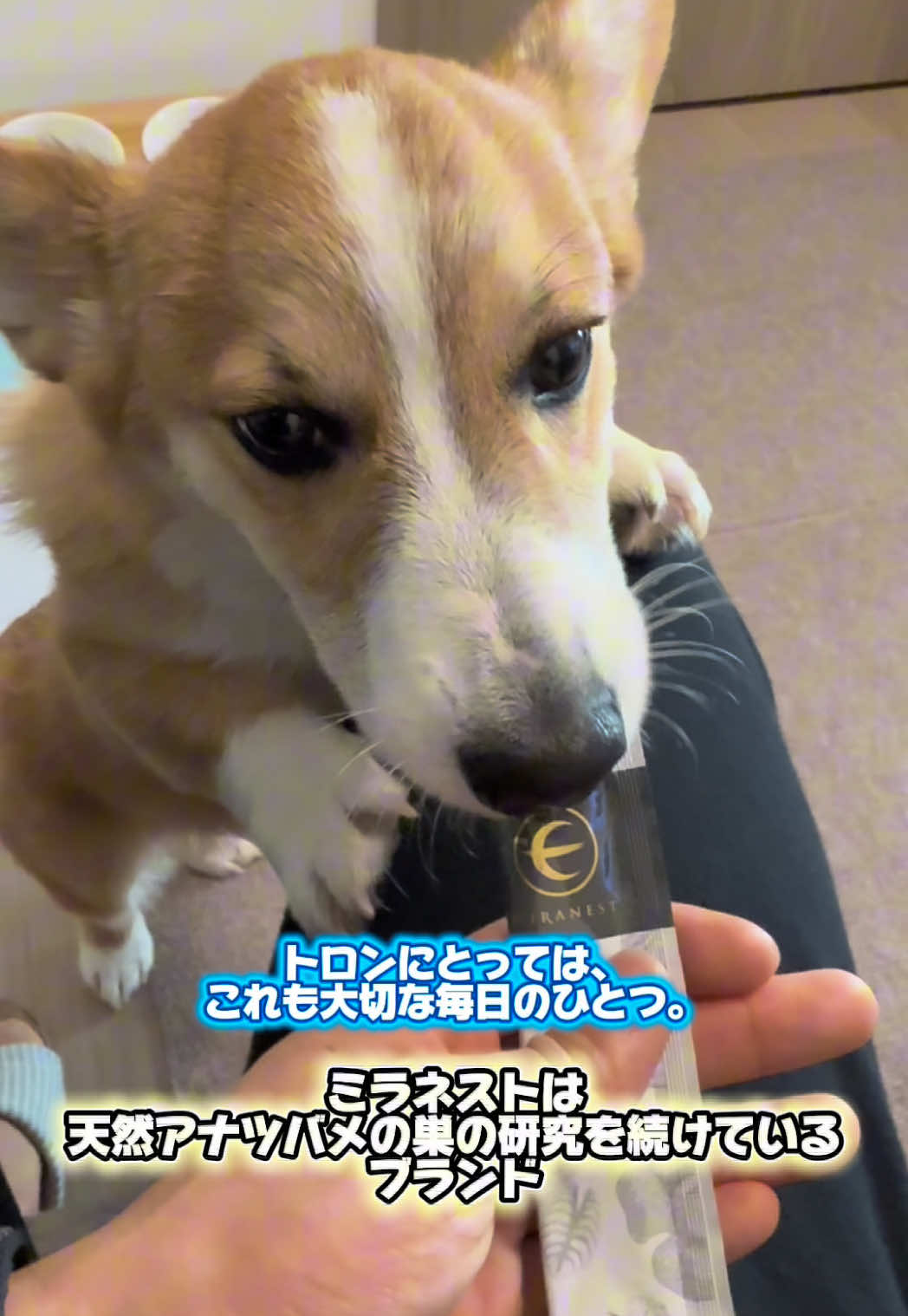 @トロン