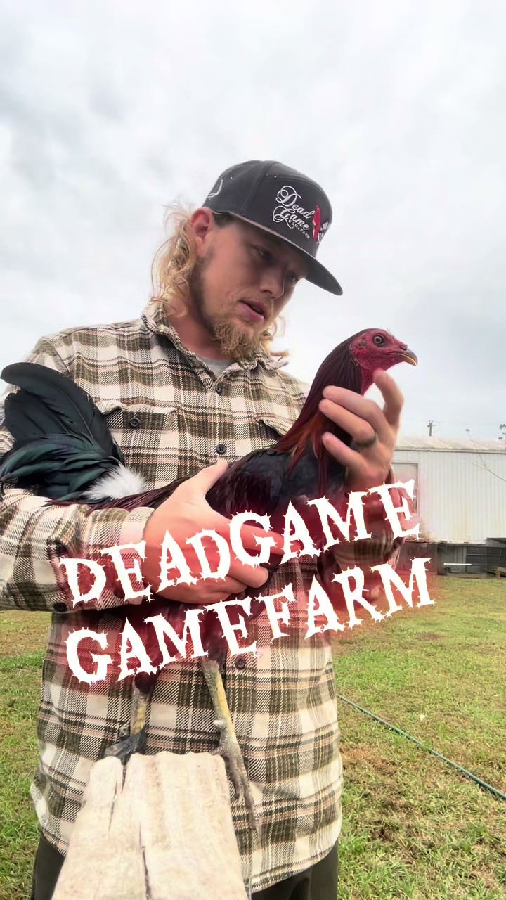@DeadGame.Gamefarm