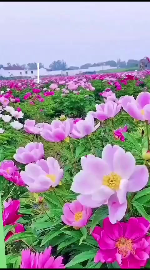 @ИРИНА