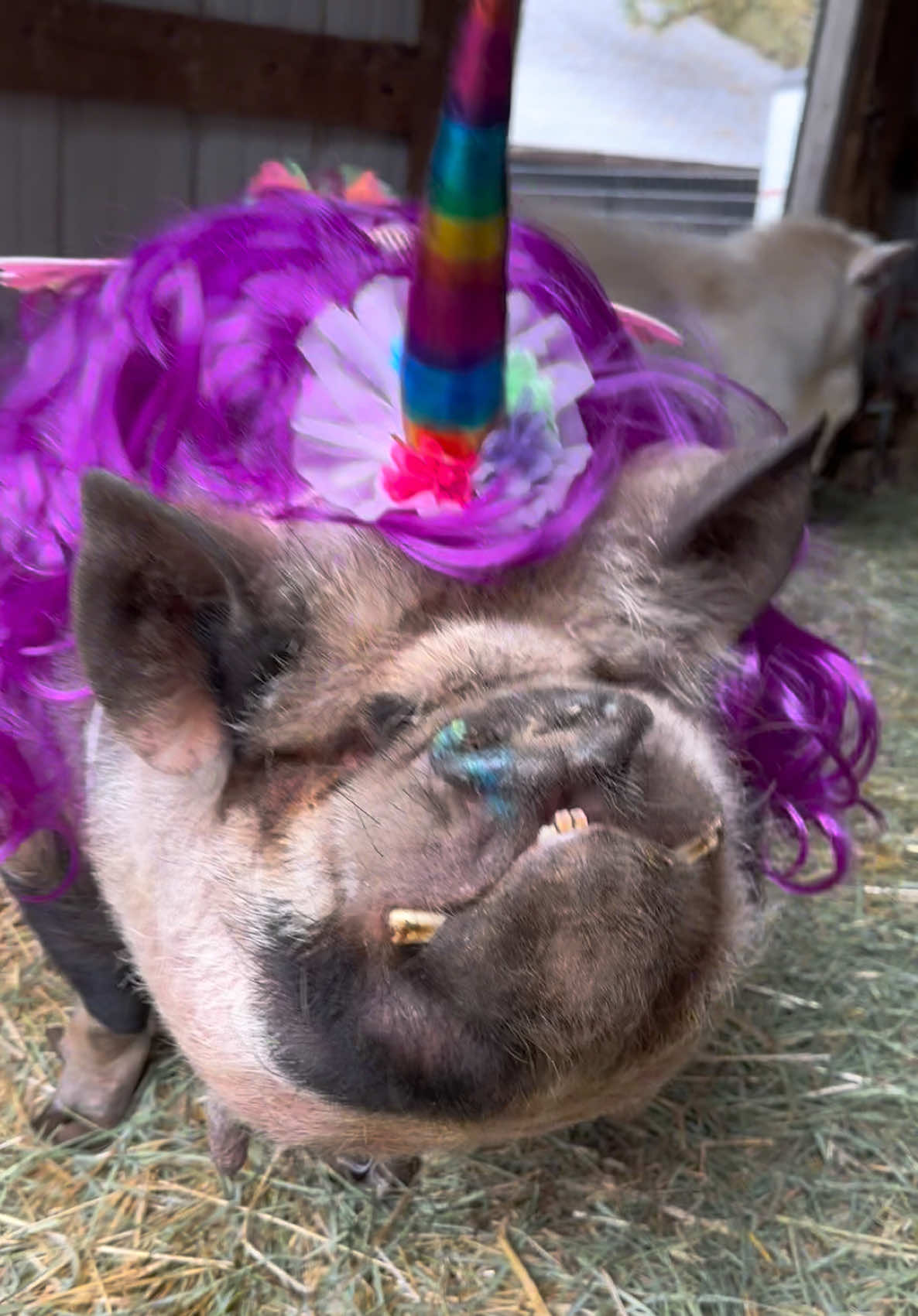 @thewinstonthepig