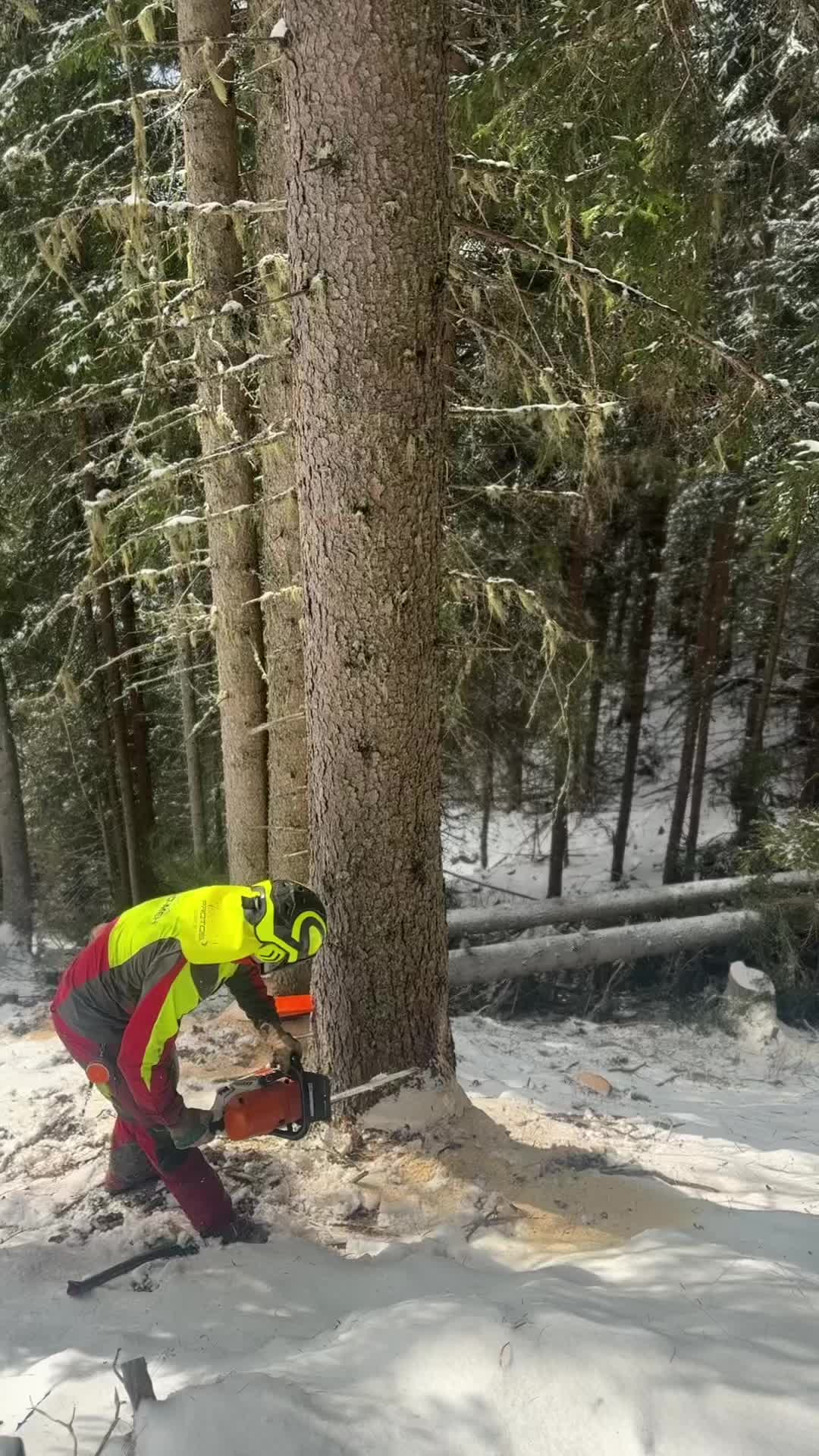 @forestexport