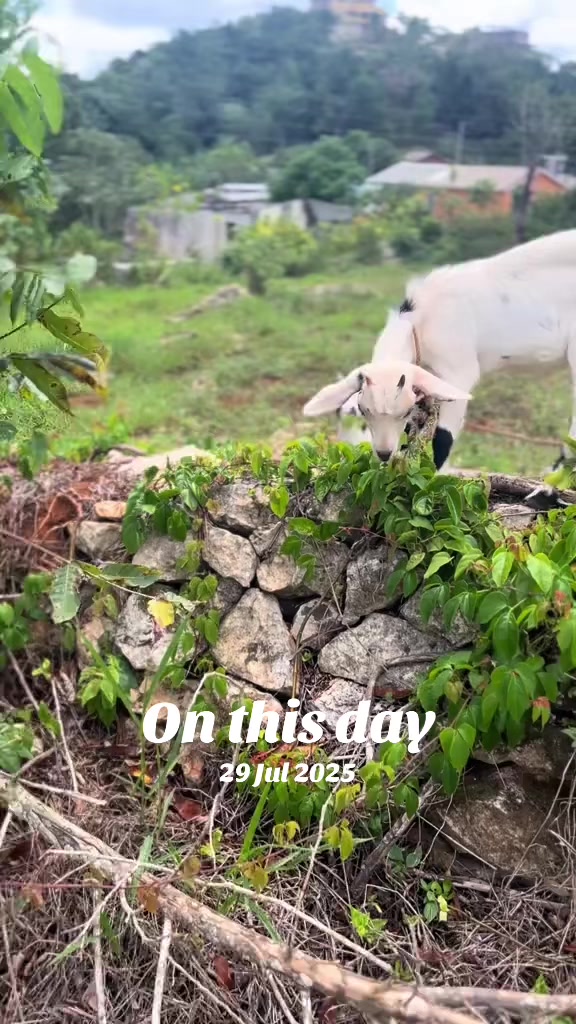 @jamaicasurveyors