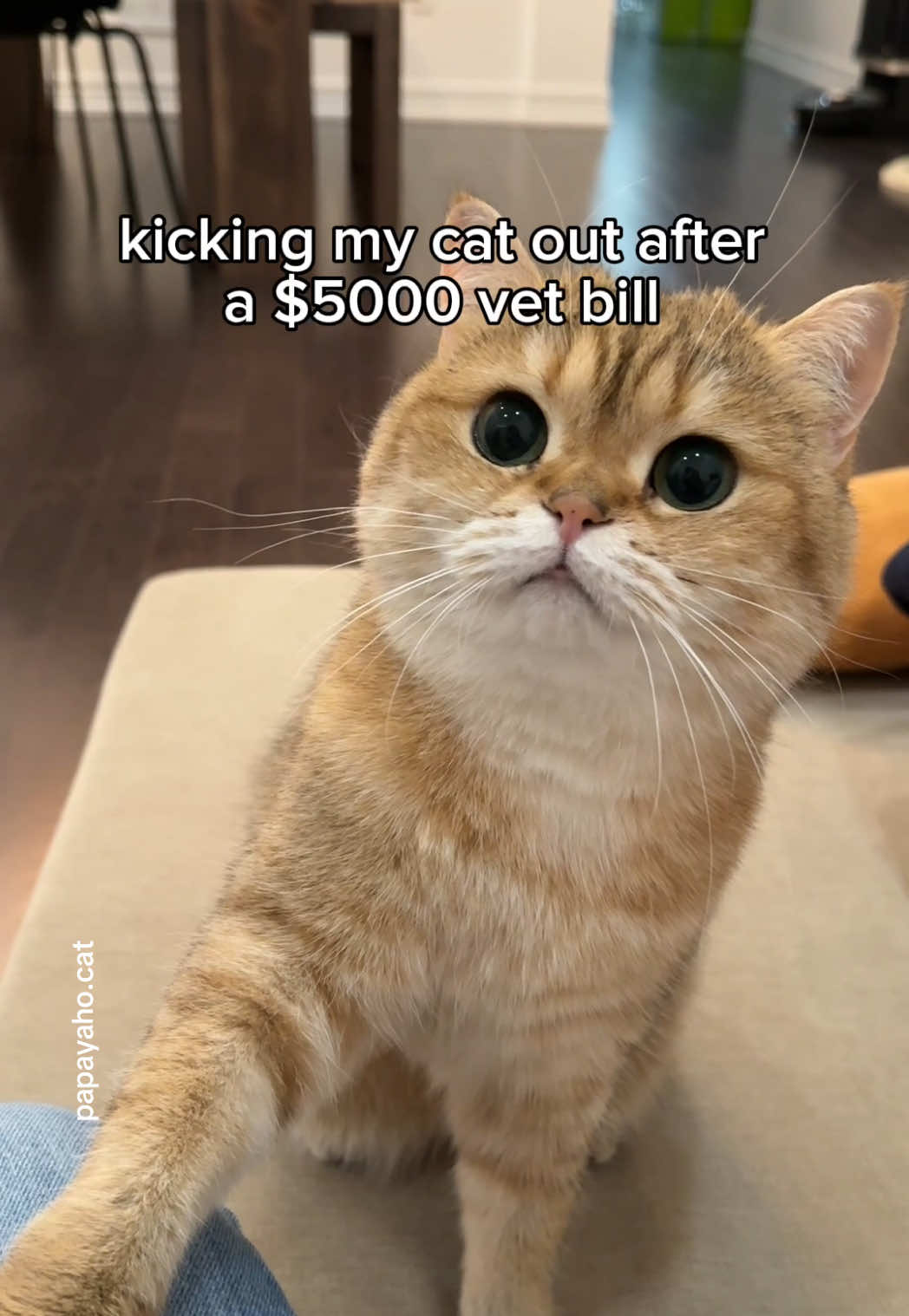 @Papaya the Cat