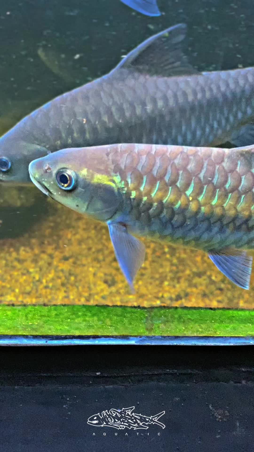 @Wild Predator Aquatic