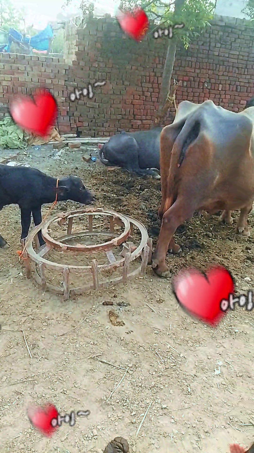 @Wali Gujjar 351