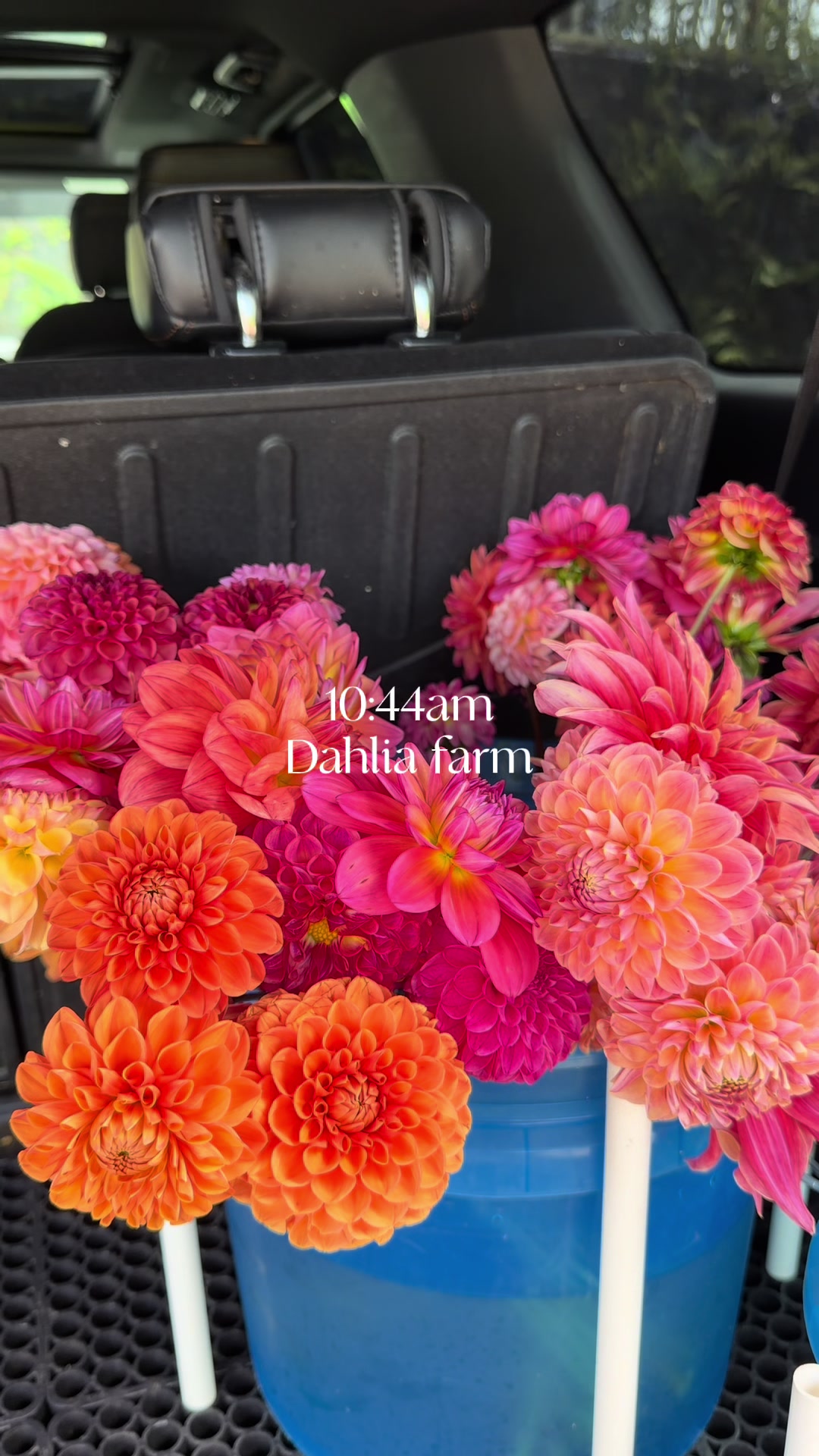 @Shoots Blooms