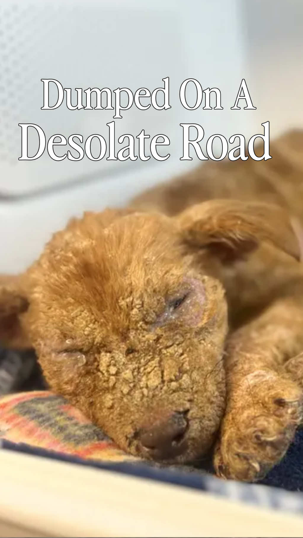@welovecuddly