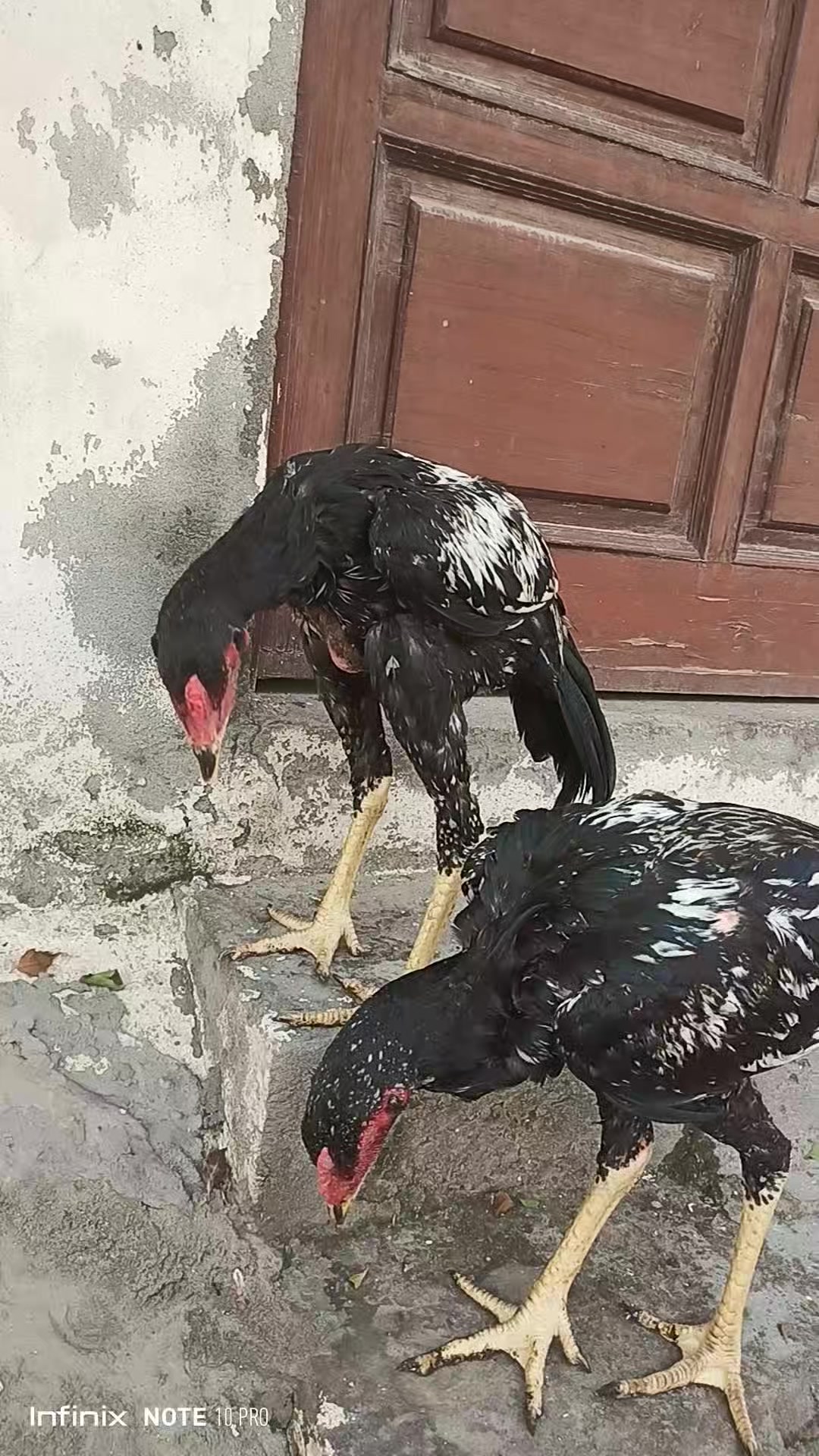 @𓃮