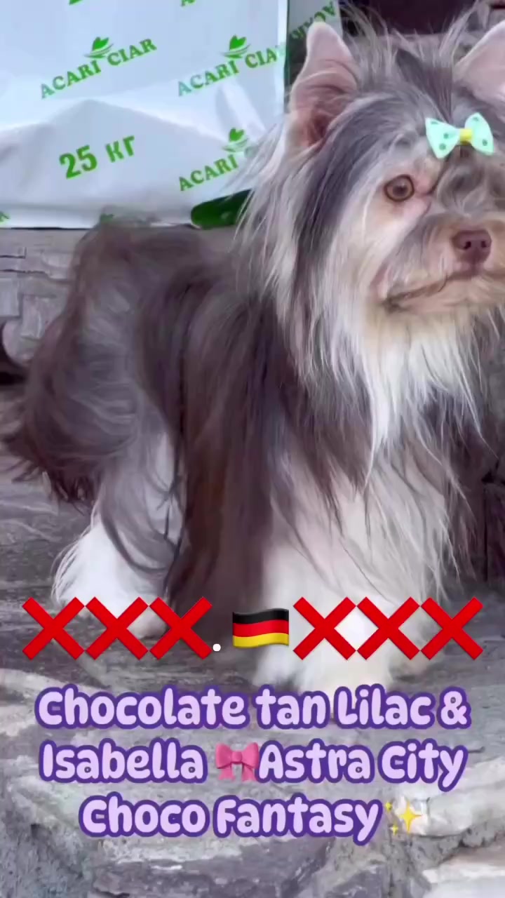 @Yorkie Maltipoo ShihTzu Teddy