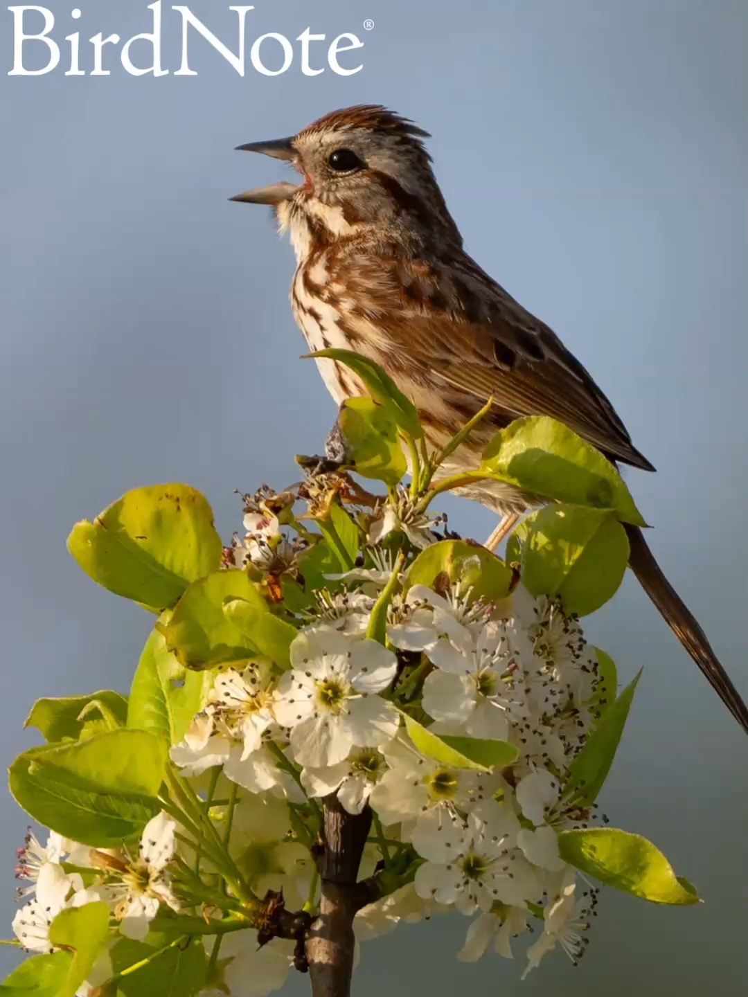 @BirdNote